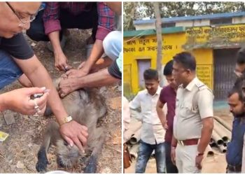 ভাতারে স্থানীয় বাসিন্দা ও পুলিশের তৎপরতায় প্রাণ ফিরে পেলো দুর্ঘটনায় আহত হনুমান