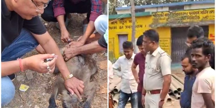 ভাতারে স্থানীয় বাসিন্দা ও পুলিশের তৎপরতায় প্রাণ ফিরে পেলো দুর্ঘটনায় আহত হনুমান
