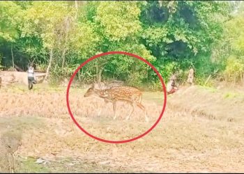 গ্রামের মাঠে গবাদি পশুর সঙ্গে নির্ভয়ে ঘুরে বেড়াচ্ছে হরিণ, বিরল দৃশ্য পাথরপ্রতিমায়