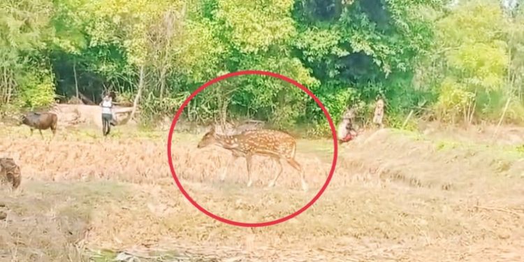 গ্রামের মাঠে গবাদি পশুর সঙ্গে নির্ভয়ে ঘুরে বেড়াচ্ছে হরিণ, বিরল দৃশ্য পাথরপ্রতিমায়