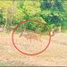 গ্রামের মাঠে গবাদি পশুর সঙ্গে নির্ভয়ে ঘুরে বেড়াচ্ছে হরিণ, বিরল দৃশ্য পাথরপ্রতিমায়