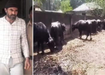 পুলিশের চোখে ধুলো দিতে ডাক পার্সেল লেখা কন্টেনারে মহিষ পাচার, নকশালবাড়িতে উদ্ধার ৪৬ টি মহিষ, গ্রেফতার চালক