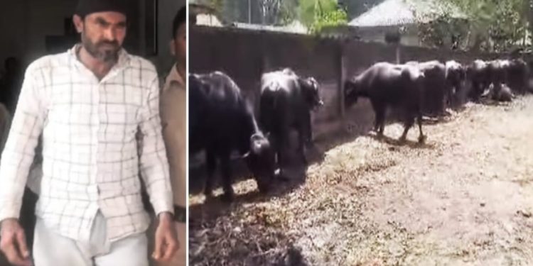 পুলিশের চোখে ধুলো দিতে ডাক পার্সেল লেখা কন্টেনারে মহিষ পাচার, নকশালবাড়িতে উদ্ধার ৪৬ টি মহিষ, গ্রেফতার চালক