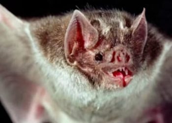 চীনে বাদুড়ের দেহে মিলল নতুন করোনা ভাইরাস, মানুষের মধ্যে ছড়ানোর আশঙ্কা