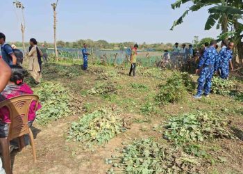 কাটোয়ায় গঙ্গার ধারে লোকচক্ষুর আড়ালে বেআইনি পোস্ত চাষ, বিপুল পোস্ত উদ্ধার করল পুলিশ, গ্রেপ্তার ২