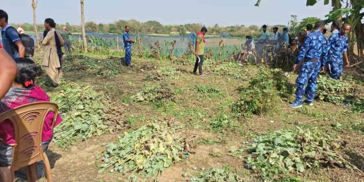 কাটোয়ায় গঙ্গার ধারে লোকচক্ষুর আড়ালে বেআইনি পোস্ত চাষ, বিপুল পোস্ত উদ্ধার করল পুলিশ, গ্রেপ্তার ২