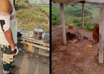 বিএসএফের গুলিতে খতম সশস্ত্র বাংলাদেশি গরুপাচারকারী, গুরুতর জখম এক জওয়ান