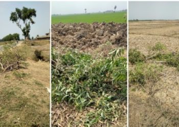 অনুমতি ছাড়াই রাস্তার গাছ কেটে পাচারের অভিযোগ খোদ তৃণমূল শাসিত পঞ্চায়েতের বিরুদ্ধে