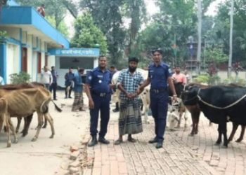 গোরু চুরির ব্যবসা শুরু করেছে বাংলাদেশের নেতারা, বিএনপি নেতার গোয়ালঘর থেকে ১৩ চোরাই গরু উদ্ধার