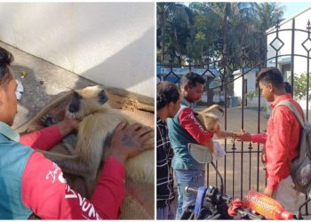 কাজ ফেলে পথদুর্ঘটনায় গুরুতর জখম হনুমানকে বাঁচাতে দিনভর ছুটে বেড়ালেন ভাতারের দুই রংমিস্ত্রি যুবক