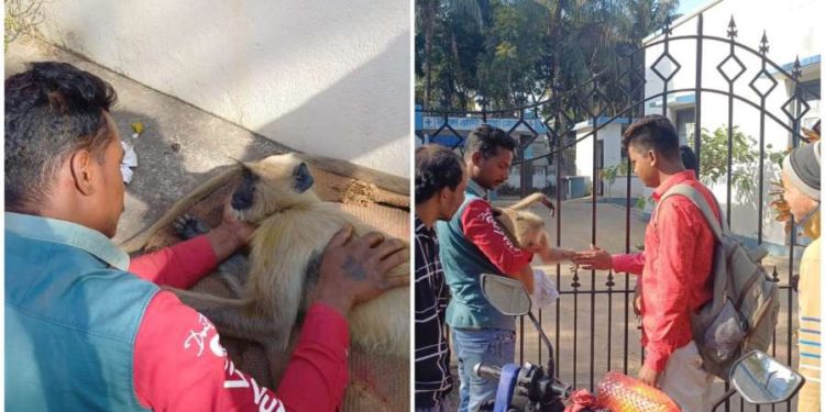 কাজ ফেলে পথদুর্ঘটনায় গুরুতর জখম হনুমানকে বাঁচাতে দিনভর ছুটে বেড়ালেন ভাতারের দুই রংমিস্ত্রি যুবক
