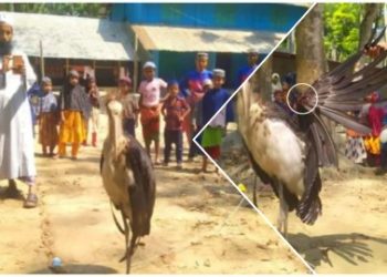 গুলিতে আহত বিলুপ্ত প্রায় মদনটাক পাখিকে জবাই করে খেয়ে ফেললো বুবুক্ষু বাংলাদেশিরা
