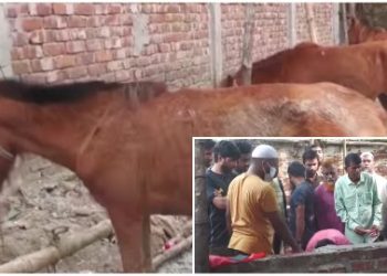 ঘোড়া পর্যন্ত জবাই করে খাচ্ছিল বাংলাদেশিরা, অবশেষে নিষেধাজ্ঞা জারি