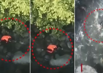 নদীতে ঝাঁপ দিয়ে পালাতে গিয়ে মরল পাহেলগাম হামলায় সন্ত্রাসীদের খাদ্য ও আশ্রয় দেওয়া ইমতিয়াজ আহমেদ, ঘটনায় রহস্য দেখছেন মেহবুবা মুফতি