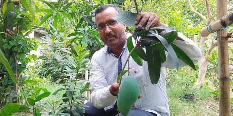 শখের বাগানে দেশ-বিদেশের নানান প্রজাতির ফল ফলিয়ে তাক লাগালেন ভাতারের স্কুল শিক্ষক মোহাম্মদ দয়ালু শরীফ