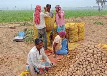 কৃষি বিমাতেও এবার থাবা বসালো দুর্নীতি : রবি মরশুমের শস্য চাষ না করেই ‘কৃষি বিমার’ ক্ষতিপূরণ লাভ, তেলপাড় শস্যগোলা বর্ধমানে