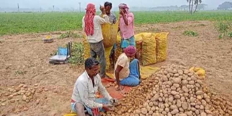 কৃষি বিমাতেও এবার থাবা বসালো দুর্নীতি : রবি মরশুমের শস্য চাষ না করেই ‘কৃষি বিমার’ ক্ষতিপূরণ লাভ, তেলপাড় শস্যগোলা বর্ধমানে