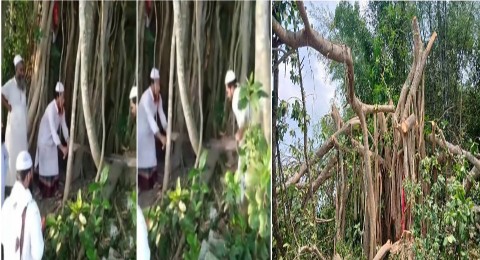হিন্দুদের পূজো করা ২০০ বছরের পুরনো বটগাছ ‘শিরক’ আখ্যা দিয়ে কেটে ফেললো ইসলামি মৌলবাদীরা