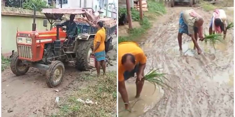 বিজেপি-সিপিএমের সমর্থক হওয়ার অপরাধে মন্তেশ্বরের খরমপুর গ্রামে রাস্তা সংস্কারে অনীহার অভিযোগ, কর্দমাক্ত রাস্তায় ধানের চারা পুঁতে প্রতিবাদ