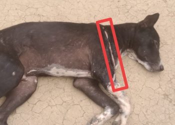 পথ কুকুরকে নৃশংসভাবে হাঁসুয়ার কোপ, হামলাকারী ও প্রতিবেশী পরিবারের সংঘর্ষ