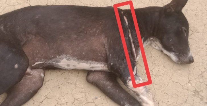 পথ কুকুরকে নৃশংসভাবে হাঁসুয়ার কোপ, হামলাকারী ও প্রতিবেশী পরিবারের সংঘর্ষ