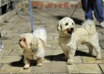 ইরানে প্রকাশ্যে রাস্তায় পোষ্য কুকুরের সাথে ঘোরাঘুরি ইসলাম বিরুদ্ধ ঘোষণা, নিষেধ অমান্য করলেই কঠোর শাস্তি