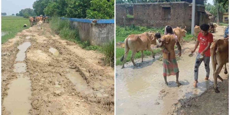 বেহাল রাস্তার কারনে স্কুলে যাওয়া বন্ধ করে দিয়েছে ভাতারের মাধপুর গ্রামের পড়ুয়ারা