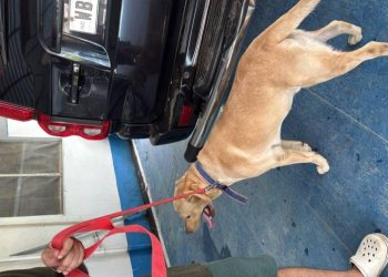 রাস্তায় ফেলে পালিয়ে যাওয়া বিদেশি কুকুরকে উদ্ধার করে দত্তক নিলেন ভাতারের বিডিও