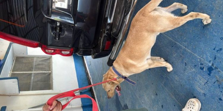 রাস্তায় ফেলে পালিয়ে যাওয়া বিদেশি কুকুরকে উদ্ধার করে দত্তক নিলেন ভাতারের বিডিও