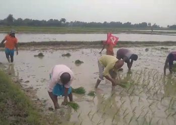 চাষ দেওয়া প্রায় ৩ বিঘা জমিতে ধান চারা রোপন করে দখল নিল ভাতারের সিপিএম পার্টি