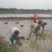চাষ দেওয়া প্রায় ৩ বিঘা জমিতে ধান চারা রোপন করে দখল নিল ভাতারের সিপিএম পার্টি