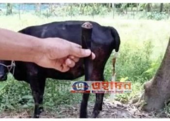 জমিতে ঘাস খাওয়ার অপরাধে গরুর লেজ কেটে নিল কলেজের ইতিহাসের প্রভাষক মহম্মদ আজাহারুল ইসলাম