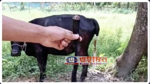 জমিতে ঘাস খাওয়ার অপরাধে গরুর লেজ কেটে নিল কলেজের ইতিহাসের প্রভাষক মহম্মদ আজাহারুল ইসলাম