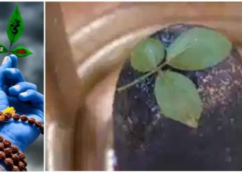 শ্রাবণ মাসে শিবলিঙ্গে বেলপাতা নিবেদন করার সময় বেশিরভাগ মানুষ এই বড় ভুলটি করে, জেনে নিন সঠিক উপায় কী……