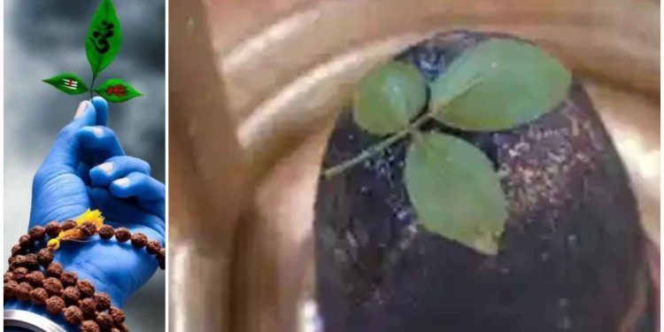 শ্রাবণ মাসে শিবলিঙ্গে বেলপাতা নিবেদন করার সময় বেশিরভাগ মানুষ এই বড় ভুলটি করে, জেনে নিন সঠিক উপায় কী……