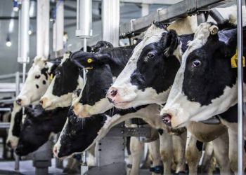 মার্কিন গরুর খাদ্য তালিকায় শূকরের রক্ত, মুরগির বিষ্ঠা এবং বিড়ালের মাংস : যে কারণে ভারত এই ‘আমিষ’ দুধ আমদানি করতে চায় না