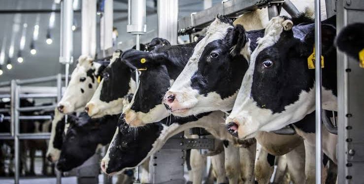 মার্কিন গরুর খাদ্য তালিকায় শূকরের রক্ত, মুরগির বিষ্ঠা এবং বিড়ালের মাংস : যে কারণে ভারত এই ‘আমিষ’ দুধ আমদানি করতে চায় না