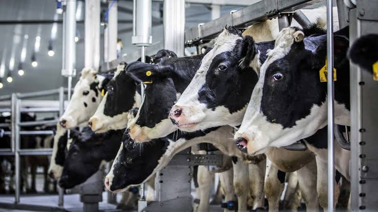 মার্কিন গরুর খাদ্য তালিকায় শূকরের রক্ত, মুরগির বিষ্ঠা এবং বিড়ালের মাংস : যে কারণে ভারত এই ‘আমিষ’ দুধ আমদানি করতে চায় না