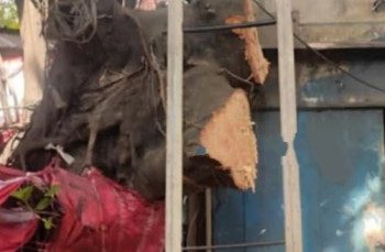 বাংলাদেশে জিহাদিদের হিন্দু বিদ্বেষের কোপ পড়ল দেবী মা রূপে পূজিত প্রাচীন বটবৃক্ষের উপর