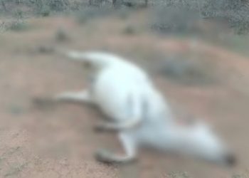 কর্ণাটকে অকারণ ২টি বেওয়ারিশ গরু জবাই করে গ্রেপ্তার সৈয়দ নওয়াজ ও ইমরান খানসহ ৩ দুষ্কৃতী