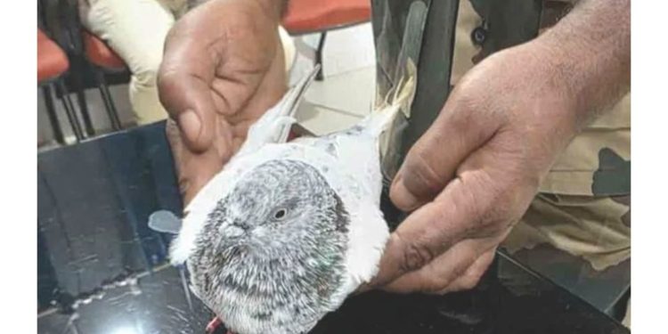 জম্মু রেল স্টেশন উড়িয়ে দেওয়ার হুমকি লেখা চিরকুট পায়রার শরীরে বেঁধে পাঠালো পাকিস্তানি সন্ত্রাসীরা