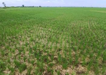 ক্যানেল শুকনো, পাশেই জলাভাবে ধান জমিতে ফাটল,সম্ভাব্য বিপুল ক্ষতির আশঙ্কায় শাসকদলের বিরুদ্ধে ক্ষোভে ফুঁসছেন ভাতারের কৃষকরা