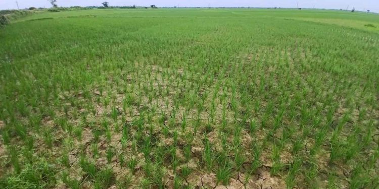 ক্যানেল শুকনো, পাশেই জলাভাবে ধান জমিতে ফাটল,সম্ভাব্য বিপুল ক্ষতির আশঙ্কায় শাসকদলের বিরুদ্ধে ক্ষোভে ফুঁসছেন ভাতারের কৃষকরা