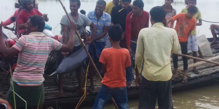 ইলিশের পর এবার জামালপুরে দামোদরে মিললো প্রকাণ্ড ডলফিন