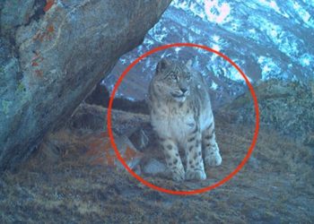 অনেক দিন পর জম্মু-কাশ্মীরে দেখা গেলো ‘হিমালয়ের ভূত’