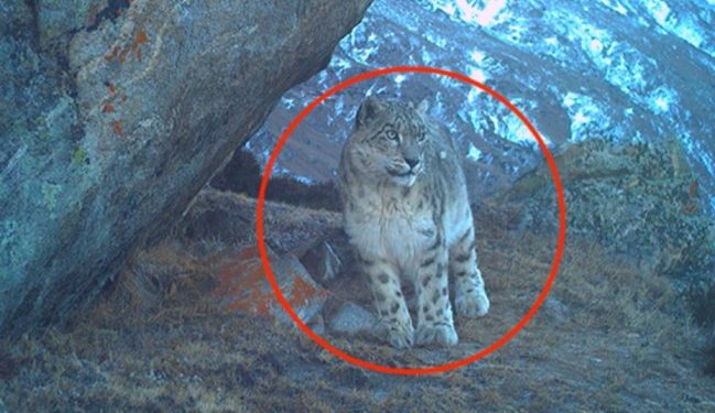 অনেক দিন পর জম্মু-কাশ্মীরে দেখা গেলো ‘হিমালয়ের ভূত’