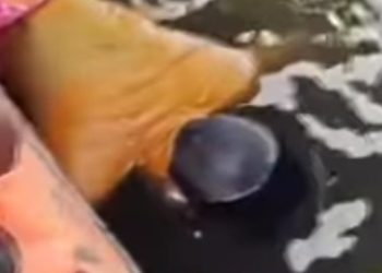 ত্রাণ আনতে গিয়ে বানের জলে ডুবে মারা গেলেন মালদার যুবক, আজ সকালে মহানন্দায় উদ্ধার হয়েছে আরও এক যুবকের মৃতদেহ