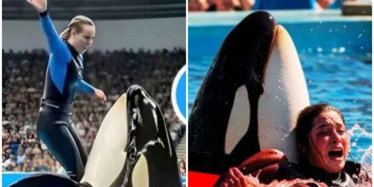 প্রাণপ্রিয় ডলফিনের হামলায় কি প্রশিক্ষক জেসিকা র‌্যাডক্লিফের কি সত্যই মৃত্যু হয়েছে ?