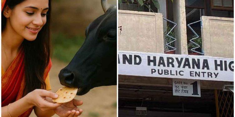 “ভারতে গরু সম্মানিত এবং গোহত্যার মতো কাজ বিশাল জনগোষ্ঠীর বিশ্বাসে আঘাত” : পাঞ্জাব ও হরিয়ানা হাইকোর্ট 