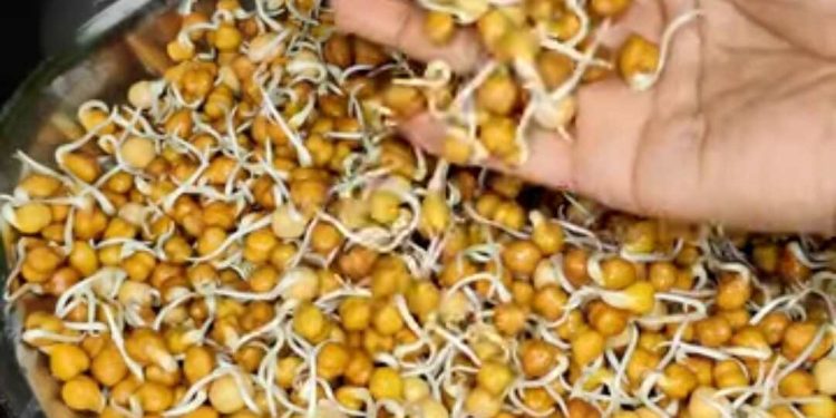 সকালে খালি পেটে অঙ্কুরিত ছোলা খাওয়ার অভ্যাস এই সমস্ত রোগের জন্য উপকারী 